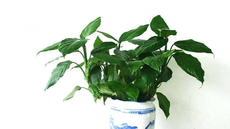 万年青摆放风水禁忌 家庭植物风水选择