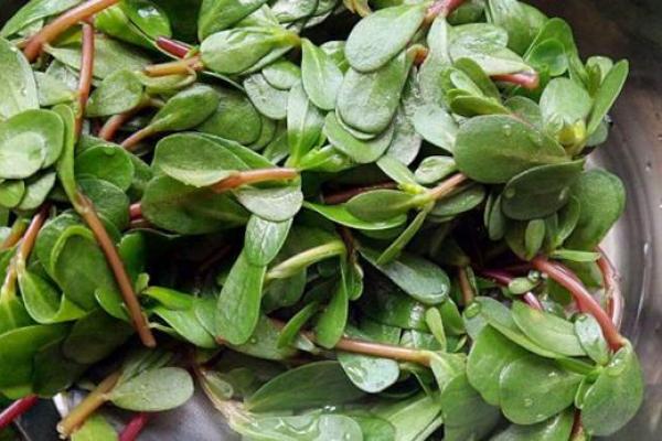 八字菜有哪些，八字菜有那些